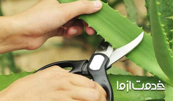 تکثیر آلوئه ورا